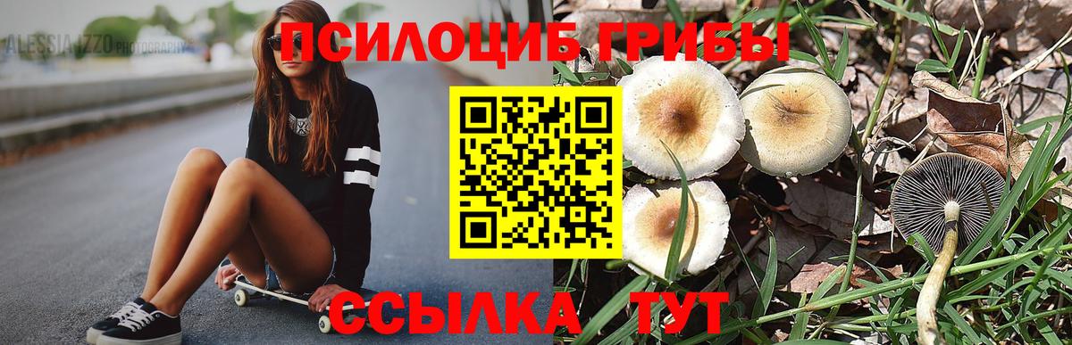 Псилоцибиновые грибы Psilocybe Дзержинск